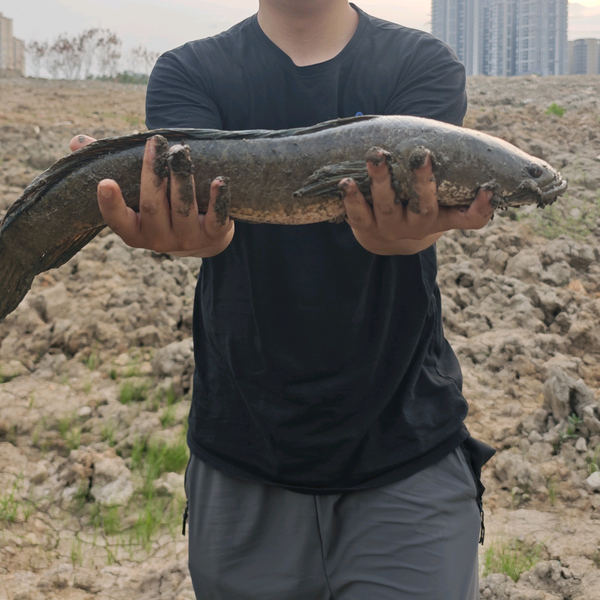 小金爱去钓鱼头像