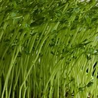 老骥伏枥华系头像