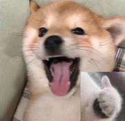 一只软软的猪的个人资料头像