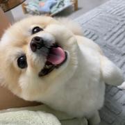 全糖加冰吃不了苦的个人资料头像