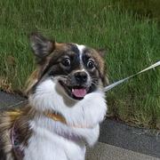 超级雪糕棒的个人资料头像