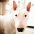 心声的个人资料头像