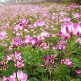 花非花雾非雾6332头像