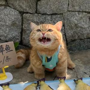 猫猫研究生头像