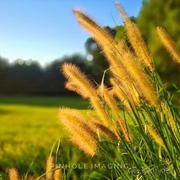 needfaster的个人资料头像