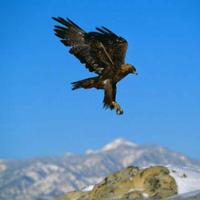 高山鹏鸣高玉鹏头像