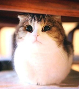 JavaCX的个人资料头像