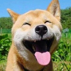 云程乐宠头像