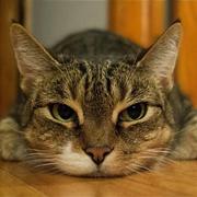 Cybercat的个人资料头像