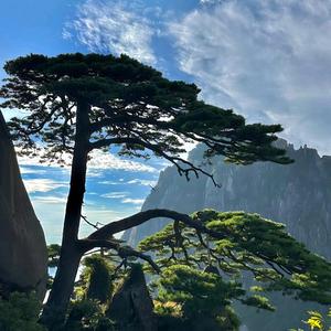 黄山区汤口镇亮哥茶社头像