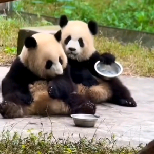 可爱熊猫团子头像