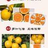 橙多多之乡头像