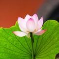 淡定豆花4w头像