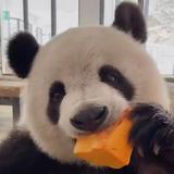物是茹此人之人头像