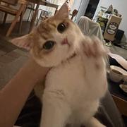 飞天意面的个人资料头像