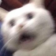 拍手吓死猫的个人资料头像