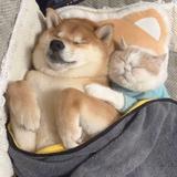 峰儿ii头像