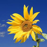 美食家博比3g8头像