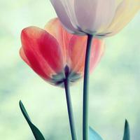 难得糊涂28780头像