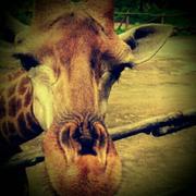 lisheng胜的个人资料头像