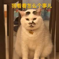 重庆骑士尹哥哥头像