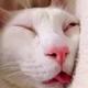 猪猪小仙女头像
