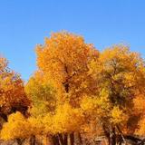o朝阳群众o头像
