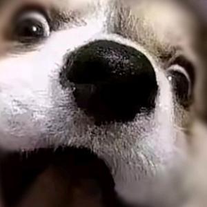 Помидор 2736059579383643