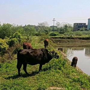 牛队长在湘下头像