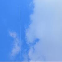 持之以恒海棠蚀头像