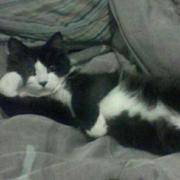 司莫司汀的个人资料头像