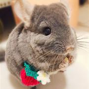 nzealand的个人资料头像