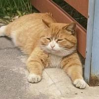 哆啦A梦的猫123头像