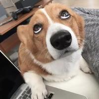 风趣百香果Xf头像