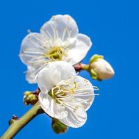 中年坏老头头像