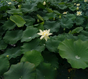 善净念爱吃素食头像