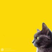 sheldonlu的个人资料头像