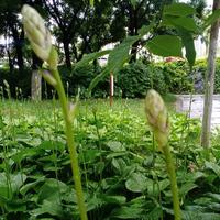 乘巧的小雪头像