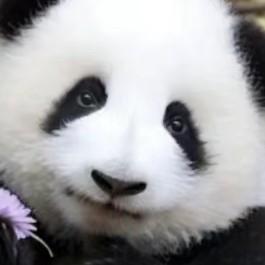 奶呼呼的熊猫猫头像