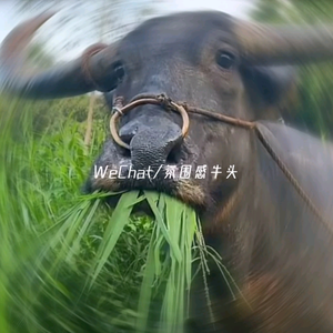 遇阳游戏解说头像