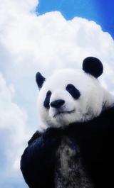 包头陆海通咬了台车头像