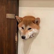 bin945的个人资料头像