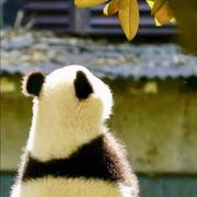 来去祖师的个人资料头像