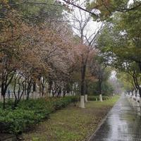 风中浪子SFJJ头像