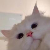 蓮筋顿头像