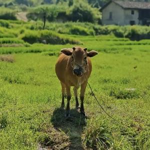 Nanxiangzi头像