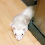 灵貂头像