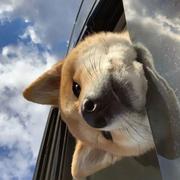 Yinuo的个人资料头像