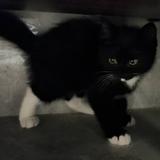 黑猫警长80525头像