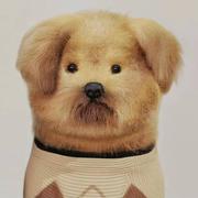 慵犬狂吠的个人资料头像